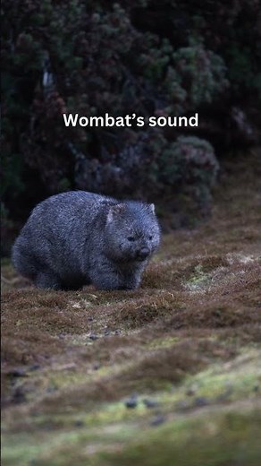 Wombat’s sound #wombat #soundofnature #shortvideo #sound #animals #shortsfeed #mamals #wikipedia