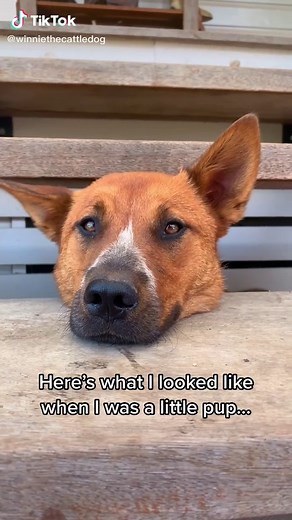 Adorable Red Heeler Puppy Playing and Growing Up