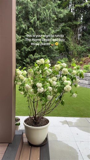 Such a good deal for this HUGE hydrangea plant:Common Snowball Viburnum 'Sterile' Viburnum opulus #hydrangeas #gardentok #spring #homedepot