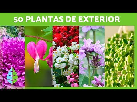50 Outdoor Plants for Garden, Balcony or Terrace 🌸🌿 (Names and Care)