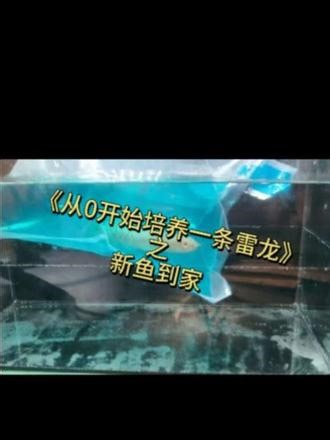 正式开始《从0培养一条雷龙》系列的制作，以这条刚到家的鬼王为例，希望能给大家带来启示！#养鱼日记 #鬼王雷龙 @抖音小助手 @DOU 小助手