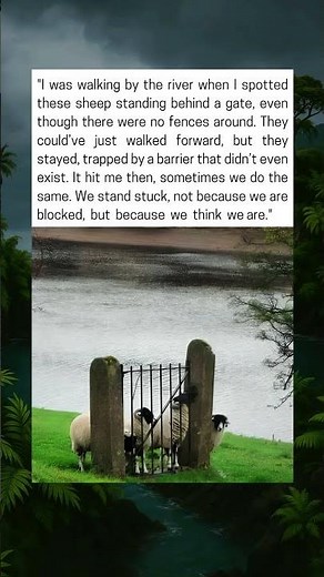 Sheep Stuck Behind an Invisible Fence