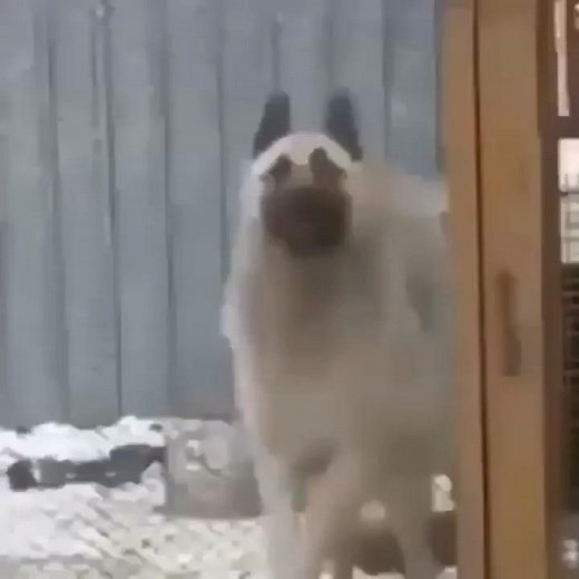 Funniest animal dancing moments ever 😂 #funnyanimals #funnyanimalvideos #animaldancing