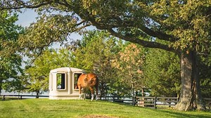 Finding the Right Outdoor Hay Feeder - Cashmans