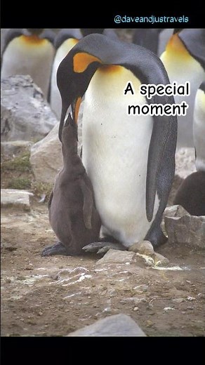 King Penguin Parenthood | A Perfect Feeding Moment Frame by Frame