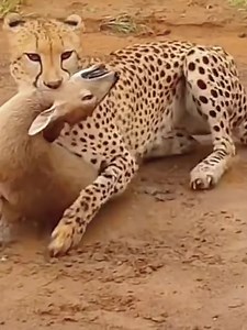 OMG! Leopard hunting deer #wild #animals #animals #animalworld | Top Fans