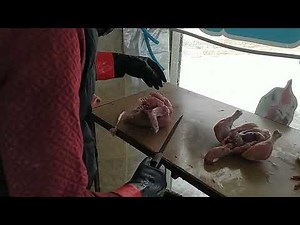 Cleaning a Chicken – Step by Step Preparation