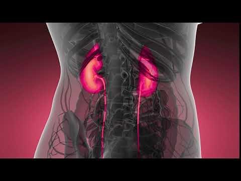 Video Guru - 3D Animation: Anatomy Scan of Human Kidneys