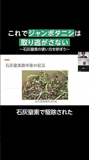 【本編を見る】これでジャンボタニシは取り逃がさない～石灰窒素の使い方を学ぼう～ #shorts