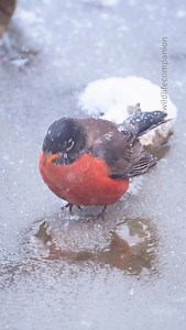 49K views · 47K reactions | While we're bundled up inside with our hot drinks, birds are out there drinking near-freezing water and eating snow like it's no big deal. Their bodies are incredibly adapted for this and they can regulate their core temperature while consuming ice-cold water, and eating snow provides essential hydration when liquid water is scarce. Birds, for sure, are tougher than they look. #birds #winterbirds #birdlife #wildlifephotography | thewildlifecompanion | Facebook