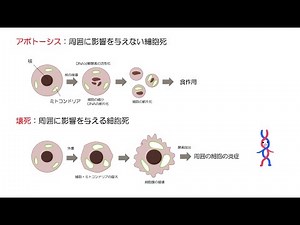 高校生物「器官形成と細胞の死」2022