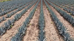 plantas de Agave azul en Tequila, Jalisco, México. La cámara vuela sobre el campo de agave con hileras de plantas. Campos de agave de tequila jalisco mexico