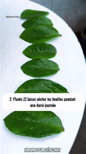 Jardin Pour Débutant on Instagram: "Arrête d’acheter des fleurs ! Voici comment les faire pousser gratuitement. #Bouturage #Rosiers #AstucesDeJardinage #ConseilsDeCulture #RecyclageCreatif #VieAvecLesPlantes #PlantesEtFleurs #PassionJardinage #InnovationJardinage #InspirationVerte"