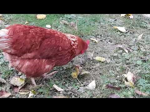 Chicken Eats a Garden Snake