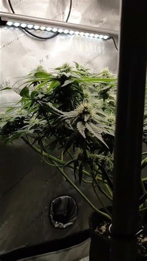 AC INFINITY CLOUD LAB 722 #youtubeshorts