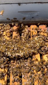 These bees were so happy to receive a banana feeding! They flocked to them immediately and began munching away 🍌🐝 If you’d like to learn about the benefits and science behind giving bees bananas, head on over to: www.tinyurl.com/yyvhl8sn #california #bees #banana #beekeeper #beekeeping #nature #insects #animals | California Bee Company