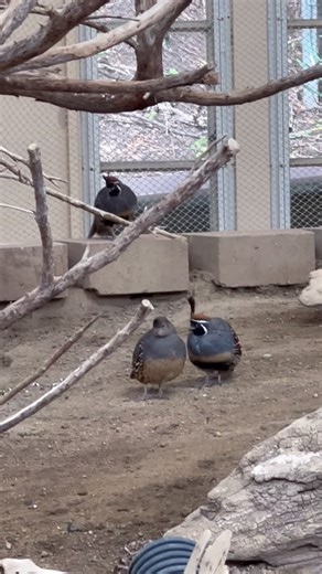 ZooAmerica | On the 8th day of Christmas the zoo gave to me… EIGHT quails a’ chirping! 🐤🗣️ Gambel’s Quail mothers chirp to their eggs before they... | Instagram