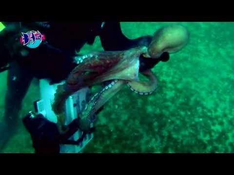 A INTELIGÊNCIA ESTRATÉGICA DO POLVO