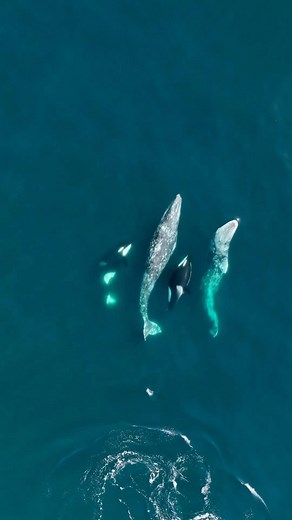 As winter gives way to spring, Pacific grey whales make their way up the coast from their southern breeding grounds in Mexico to their northern feeding grounds. Along the way, these grey whales must run the gauntlet of the California coast where mammal earring killer whales with a taste for grey whale lay in wait. Bigg’s (Transient) killer whales are typically known to target juvenile grey whales as they make their way north; however, a few weeks ago, a dramatic hunting effort was documented in 