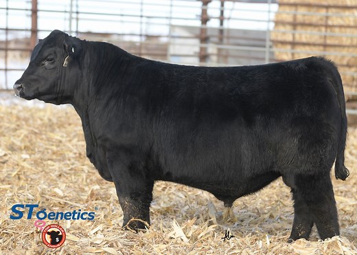 REAL RESULTS & RAW SUCCESS! RAWHIDE consistently reports superior calving ease, growth and Angus character, while combining elite levels of performance and $Value. He possesses outstanding genetic and physical quality that can leave a lasting impact on any program. Check out this interview with our Director of Beef Genetics, Aaron Arnett, discussing RAWHIDE with Dan and Nolan Poss, from Poss Angus. RAWHIDE'S progeny have continued to top sales across the country. He recently sired the Top Open H