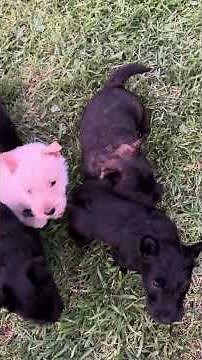 Moira's Third Litter of babies during week 7.