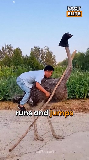 Man Rides Ostrich Thinking It Can Fly 🐦 | Fact Elite
