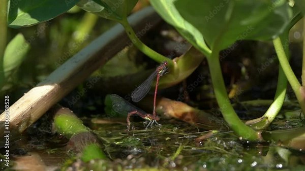 Large red damselflies mating and laying eggs underwater which is part of the damselfly sex reproduction life cycle in the insect nature ecosystem, animal close-up stock video footage clip