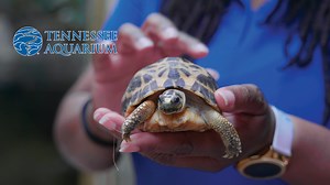 56 reactions | Have you ever been able to tell the difference between a turtle and a tortoise? Did you know that all tortoises are turtles, but all turtles are not tortoises? Confused? It's a little confusing haha. Let's talk to Tanisha La Guardia, Lead Animal Ambassador Coordinator of the Tennessee Aquarium to learn the difference between turtles and tortoises. | Jungle Jordan | Facebook