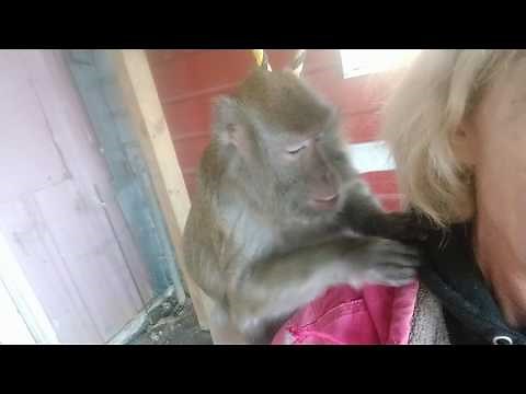 ASMR Monkey Grooming Done Right - Bugs Bullock
