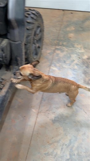 Minion's kingdom is expanding #narrowayhomestead #theoneandonlyminion #dog #upgrade #growing