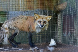 Fashions to die for: The fur trade’s role in spreading zoonotic disease