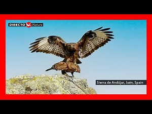 🦅 Copulas Águila imperial ibérica ~ Aquila adalberti | Copulas Busardo ratonero ~ Buteo buteo