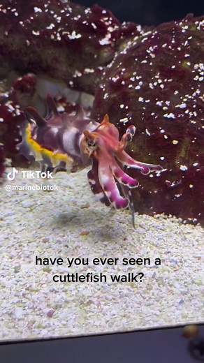 Flamboyant Cuttlefish Walking - Marine Biotok Exploration