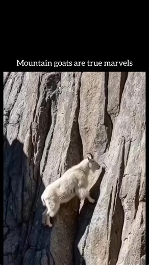 Insidee Out on Instagram: "The post showcases a short clip of white-furred mountain goats skillfully navigating near-vertical rocky cliffs, framed as a captivating "timeline cleanser." In less than 24 hours, it racked up over 258,000 views and 8,000 likes. Many commenters quickly pointed out generation errors-like hooves clipping through rock surfaces around the seven-second mark-highlighting a wider surge of synthetic wildlife videos circulating on social media since mid-2025. In reality, mount