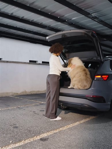 Rowenta X-Force 13.60: Ιδανική για τρίχες κατοικίδιων