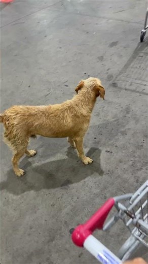 ACHEI O IRMÃO DO SLINK