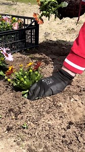 12K views · 47 reactions | Maak tuinieren makkelijk met een plantgatboor  D-75415 - https://bit.ly/3HHCiV2 / 30mm D-75421 - https://bit.ly/3HJOOTP / 45mm D-75437 - https://bit.ly/42mncvU / 70mm D-75443 - https://bit.ly/425YQac / 100mm D-75459 - https://bit.ly/44rjLWR / 130mm Een prima machine om hierbij te gebruiken is de DDF486. Zorg in ieder geval voor een machine met handgreep voor de veiligheid. DDF486Z - https://bit.ly/3Lzyo1p | Mtools.nl | Facebook