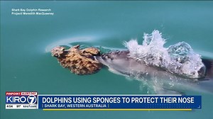VIDEO: Dolphins using sponges to protect their noses