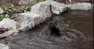 The grizzly bear is a large population of the brown bear inhabiting North America.