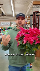 143K views · 1.9K reactions |  Wondering what to do with your poinsettia after the holidays? ✨ Turn it into a houseplant! We’ve got simple tips for keeping it thriving year-round — from watering to trimming.  Not up for the maintenance? Don’t feel bad about letting it go! 華 #poinsettiacare #houseplanttips #smithsgardentown #holidayplants #plantcare | Smith's Gardentown | Facebook