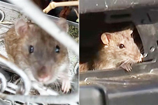 Philadelphia Residents Claim Local Rat Infestation Has Produced Rodents Larger Than Domestic Cats