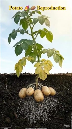 Reproduction in Plants |Class 12 Biology | Plant Reproduction Explained in Hindi#biology 8887481642