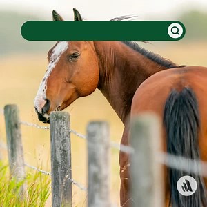 202 reactions · 5 comments | ln horses with colic, the type of medical treatment is determined by the cause and severity of disease. Treatment typically should start while narrowing down a specific diagnosis. Learn more about colic in horses: https://msdmnls.co/3SxsWhs | MSD Veterinary Manual | Facebook