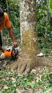 Felling the tall tree trunk | Yulianto