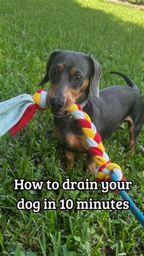Milton aka Mr. TreadMilton on Instagram: "We all want to mentally and physically stimulate our dogs. If yours is prey driven, this is the best toy to drain energy in 10 minutes or less. #dogexercise #dogtoy #dogplay #dogsofinstagram #dogtraining #dachshund #huntingdogs"