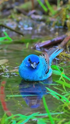 Indigo bunting/ Azulejo indigo (Passerina cyanea) ….💥smashing video @thewildlifecompanion …taken in North America 🇺🇸 💎🧿💎🧿💎🧿💎🧿💎🧿💎 📹📸All credits belong to rightful owner...sole purpose is to educate and share this amazing work with others... Please GO give him a FOLLOW so you can SUPPORT him and learn more about his AMAZING work!…Happy Birding dear friends! 💎🧿💎🧿💎🧿💎🧿💎🧿💎🧿💎 📸📹🌟Tag @birdingtropicstv or #birdingtropicstvbirdfacts to be featured in our channel!..Happy Bir