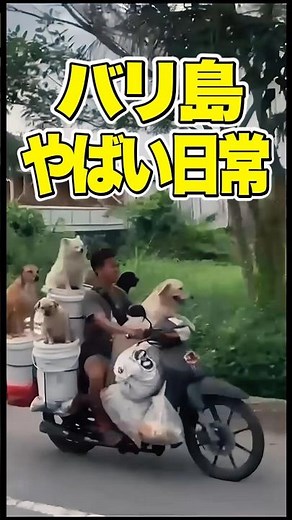 The Wild Daily Life in Bali 【An island that's fun just to drive around?】