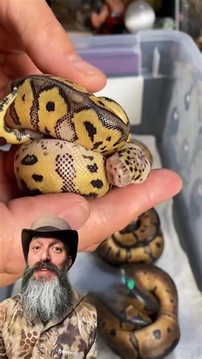 Ball pythons from start to finish
