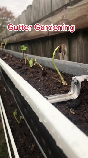 DIY Gutter Garden: Grow Your Own Strawberries and Herbs!