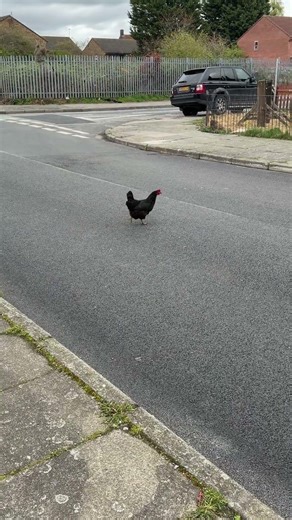 BREAKING NEWS: Chicken Crosses Road… Truly Groundbreaking Footage. #funny #short #shorts #shortvideo
